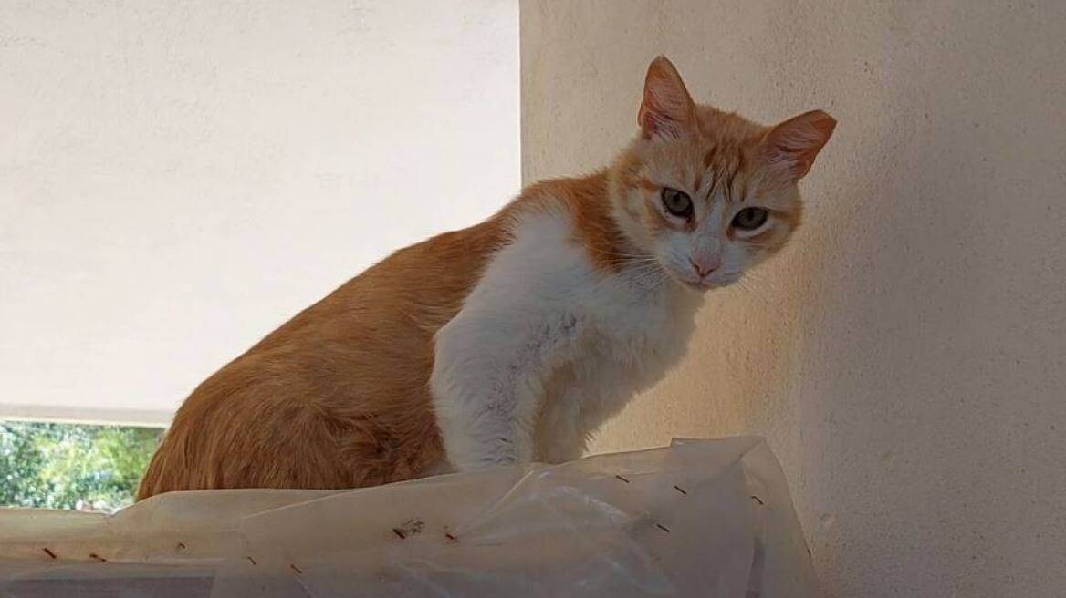 Χάθηκε η γατούλα Λούσι από το Ντράφι Αττικής- Ας βοηθήσουμε να βρεθεί