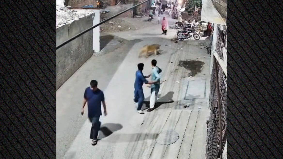 Λιοντάρι επιτέθηκε σε γυναίκα και τα δύο παιδιά της στη Λαχώρη - Τρεις συλλήψεις