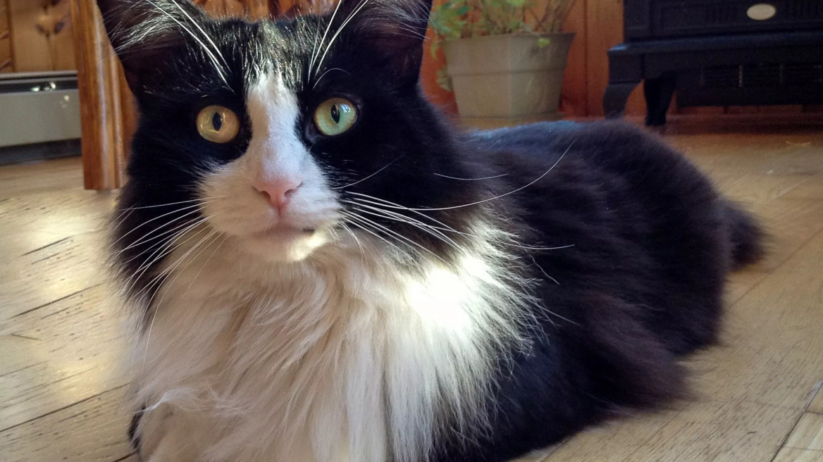 Tuxedo Stan: Ο γάτος που είχε βάλει υποψηφιότητα για δήμαρχος- Τι κατάφερε αν και δεν εκλέχθηκε
