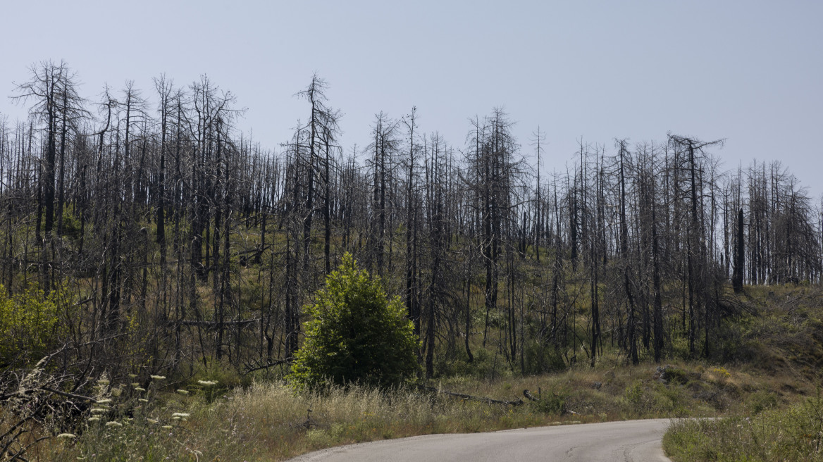 Φωτιά στην Εύβοια: Συνελήφθη 52χρονος για εμπρησμό από αμέλεια - Έκανε εργασίες με χορτοκοπτικό
