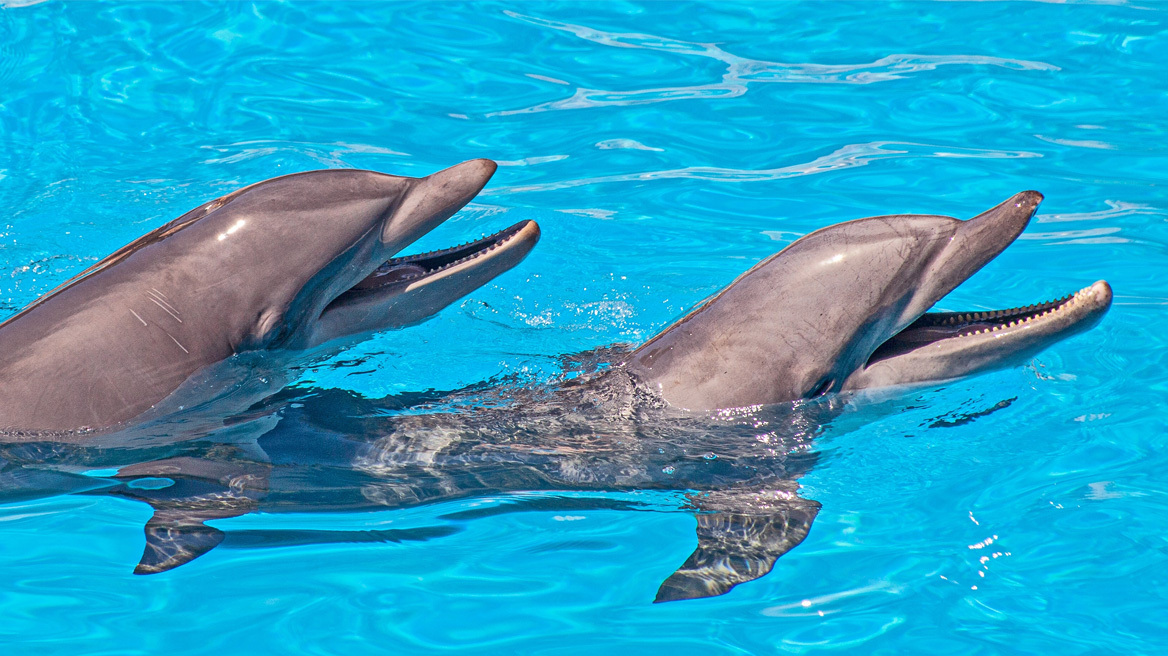 Dolphin Company: Ο γίγαντας των θαλάσσιων πάρκων που βγάζει στο «σφυρί» εκατοντάδες δελφίνια 
