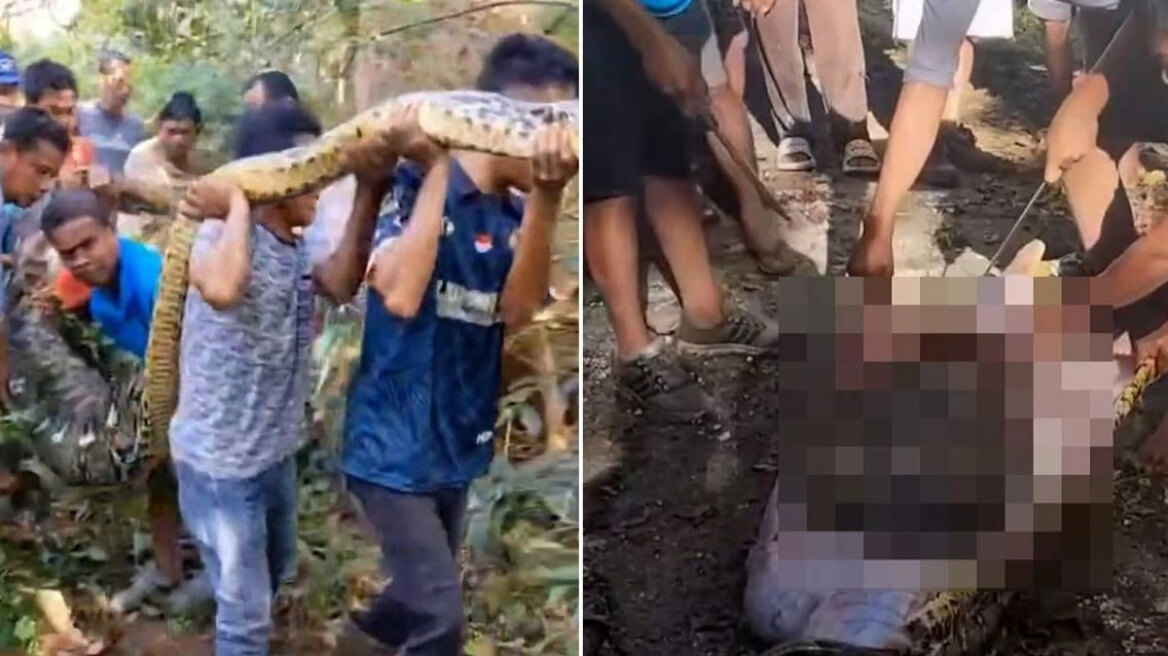 Ινδονησία: Η στιγμή που νεκρός άνδρας «ξεβράζεται» από το σώμα πύθωνα 8 μέτρων (vid)