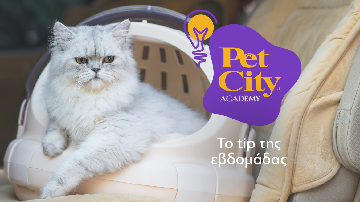 Τσάντα ή κλουβί μεταφοράς; Tips για να επιλέξετε τα κατάλληλα για το κατοικίδιό σας