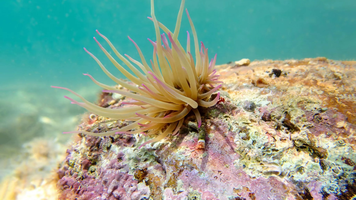 Θαλάσσιες ανεμώνες- Πού βρίσκονται και τι πρέπει να κάνετε αν σας τσιμπήσουν