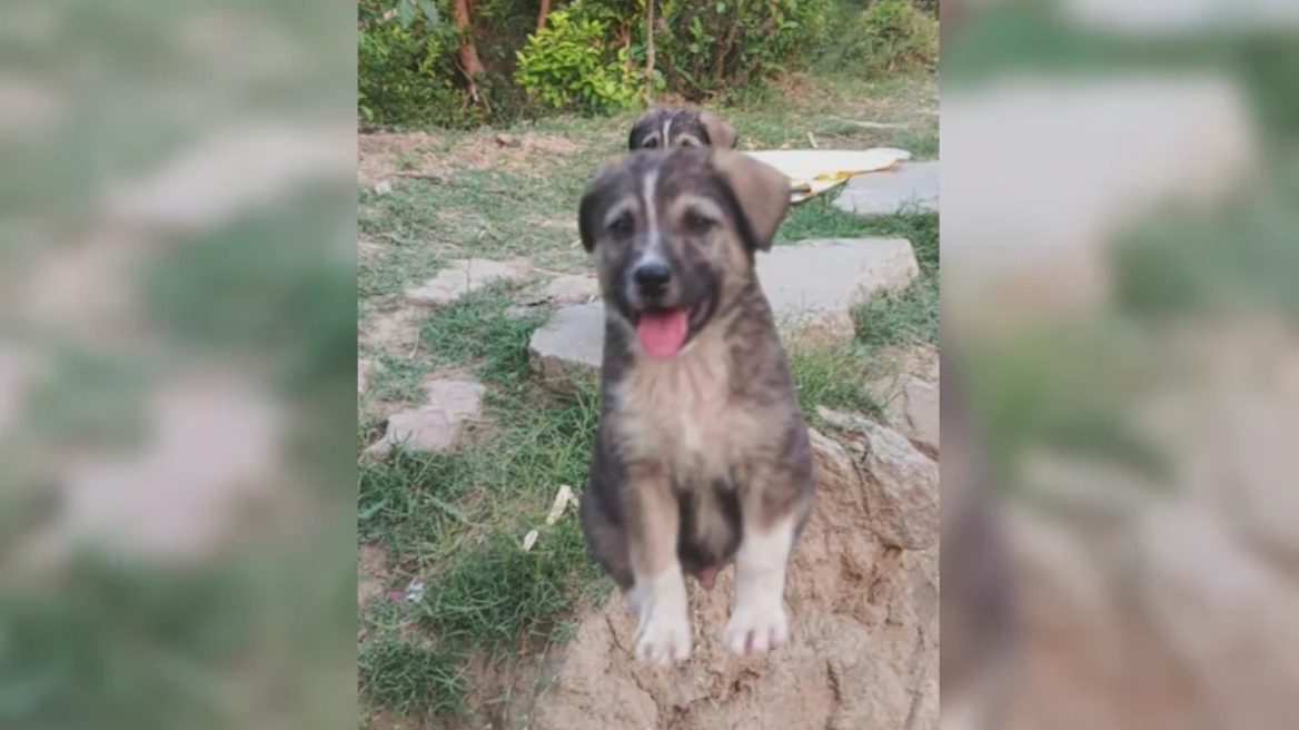 Σκύλος 5 μηνών έσωσε 67 ανθρώπους στην Ινδία - Ξεκίνησε να γαβγίζει πριν από μία ολέθρια κατολίσθηση