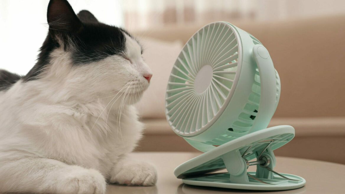 Καλοκαίρι και κατοικίδιο: Οδηγός επιβίωσης για τις ζεστές μέρες