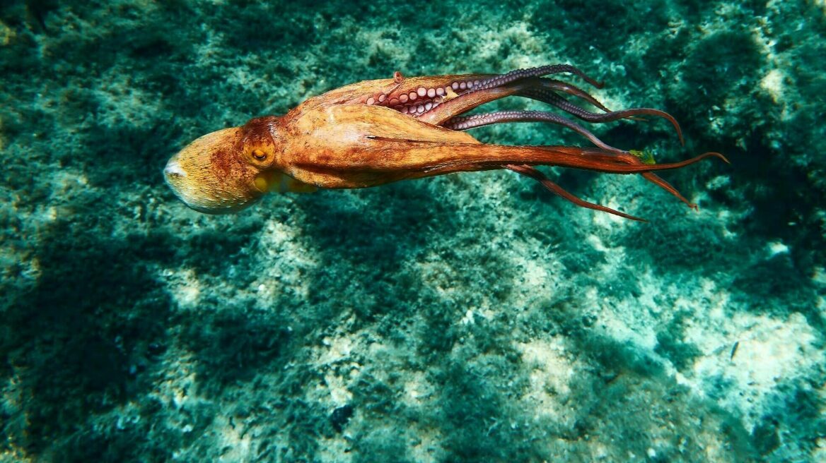 Αυτό το ζώο πετάει αντικείμενα σε όποιον το πειράξει, ακόμα και στον σύντροφό του