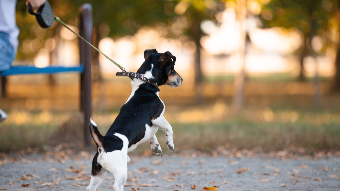Τι μπορεί να συμβεί στην υγεία του σκύλου σας αν τραβάτε στη βόλτα το λουρί του