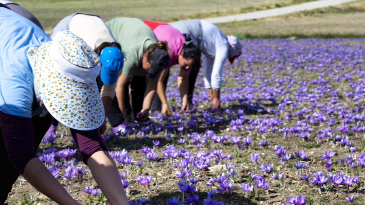 Ξεκινά μπαράζ ελέγχων για τις πιστοποιήσεις στη βιολογική παραγωγή - Αποσύρθηκαν χιλιάδες για να τους αποφύγουν