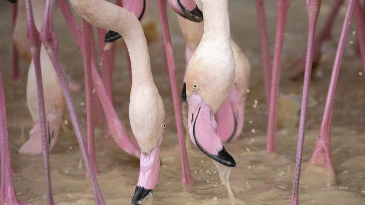 Επιδρομή φλαμίνγκο σε ορυζώνες στη βόρεια Ιταλία - Έως και 90% μείωση στη σοδειά βλέπουν αγρότες
