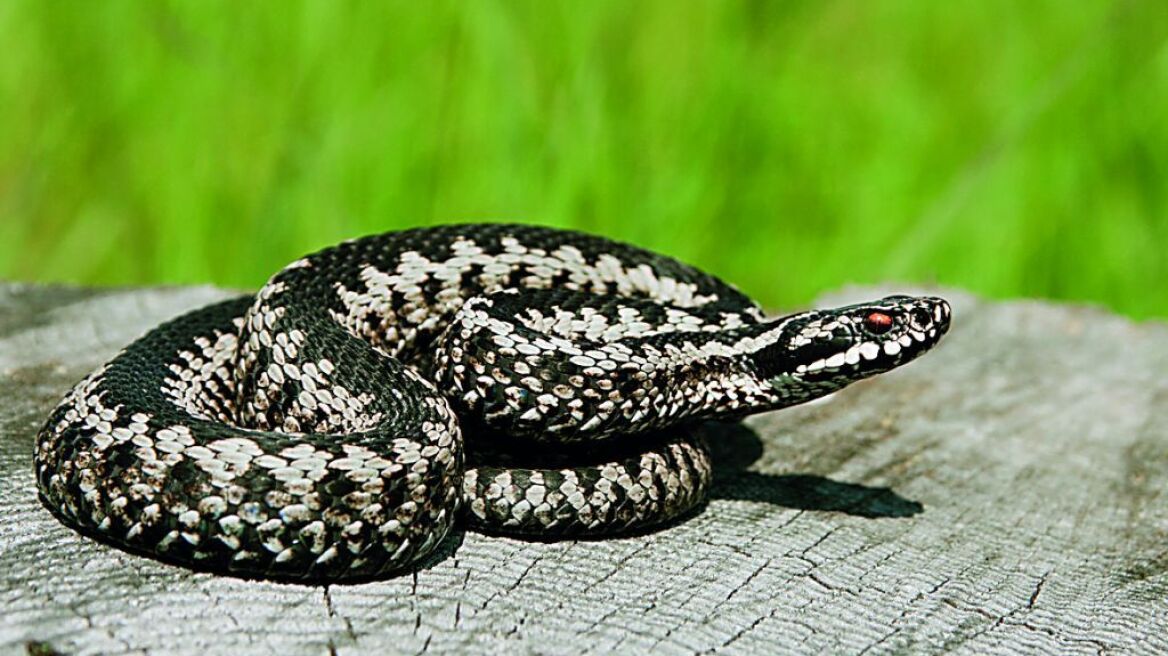 Αλόννησος: Οχιά δάγκωσε ηλικιωμένη τουρίστρια στην παραλία - Νοσηλεύεται στο νοσοκομείο
