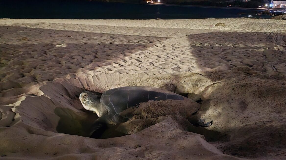 Συγκλονιστικό βίντεο: Πράσινη χελώνα φτιάχνει φωλιά στη Νάξο για πρώτη φορά