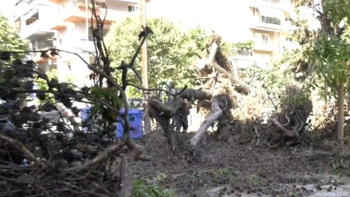 Δέντρα έπεσαν πάνω σε αυτοκίνητα στην Καλαμαριά Θεσσαλονίκης