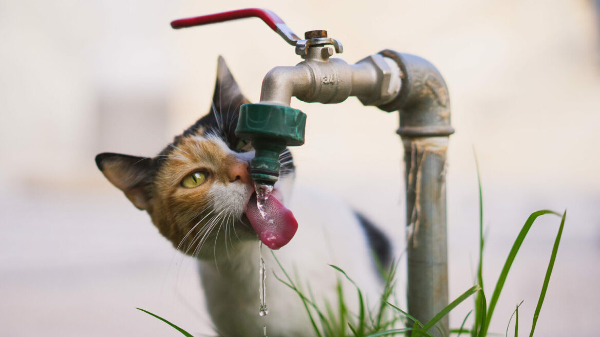 Πώς θα καταλάβετε ότι η γάτα σας ζεσταίνεται
