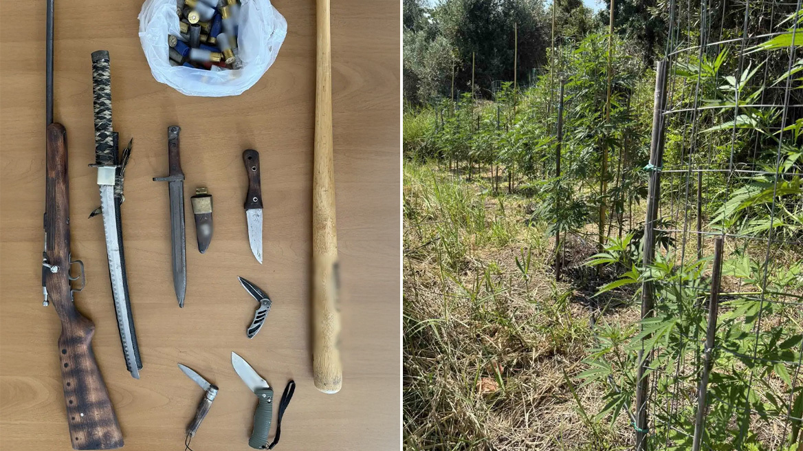 Προφυλακίστηκαν 3 συλληφθέντες για καλλιέργεια και διακίνηση ναρκωτικών στη Λοκρίδα, ανάμεσά τους 61χρονος δημοτικός σύμβουλος 