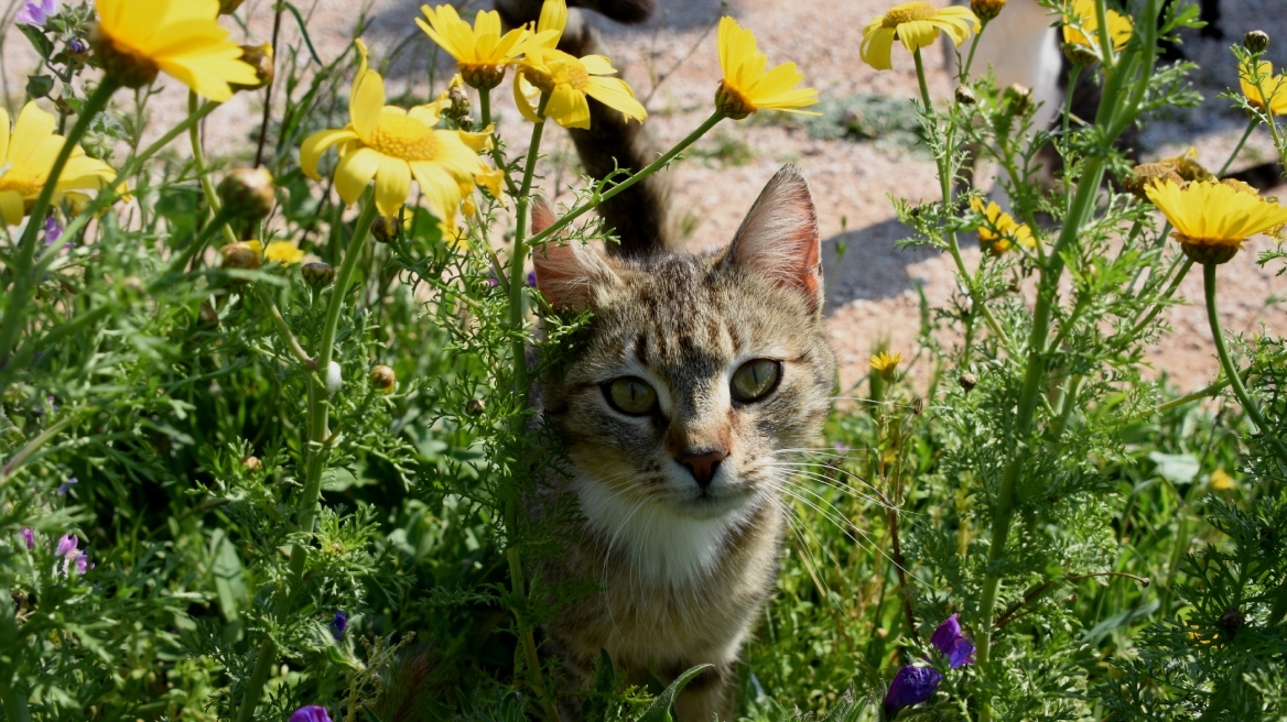 Διαμελισμένα γατάκια σε δημόσιους χώρους, μήνυση κατά αγνώστου από τον Δήμο Ελληνικού-Αργυρούπολης