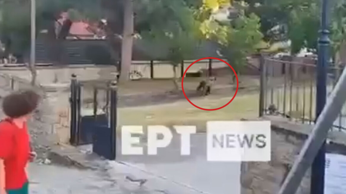 Καστοριά: Αρκούδα εμφανίστηκε σε αυλή σχολείου στο Νεστόριο - Δείτε βίντεο
