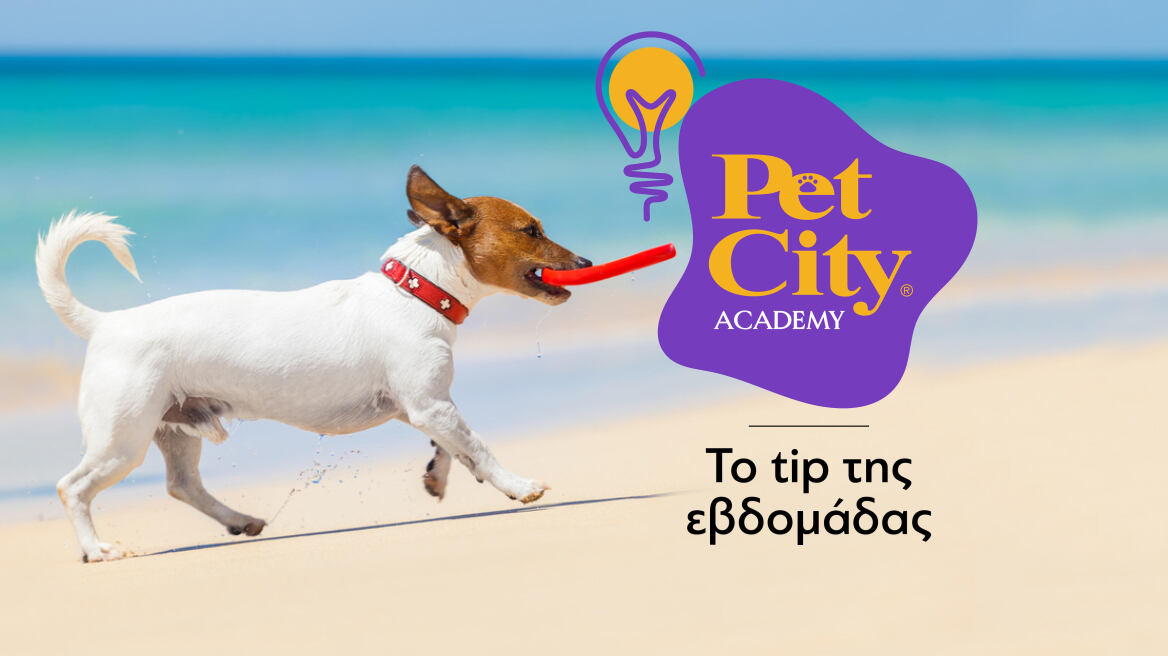 Τι πρέπει να έχετε μαζί στην παραλία με τον σκύλο σας