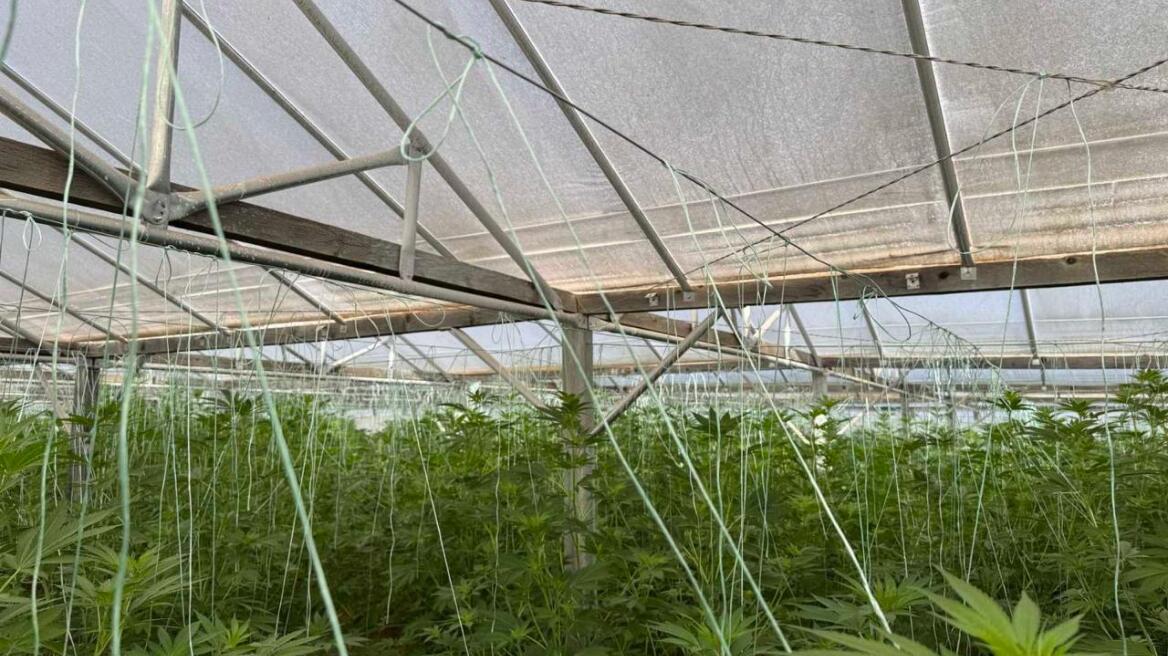 Θερμοκήπιο με 640 δενδρύλλια κάνναβης εντοπίστηκε στον Κίσσαμο στα Χανιά - Συνελήφθη ένας 46χρονος
