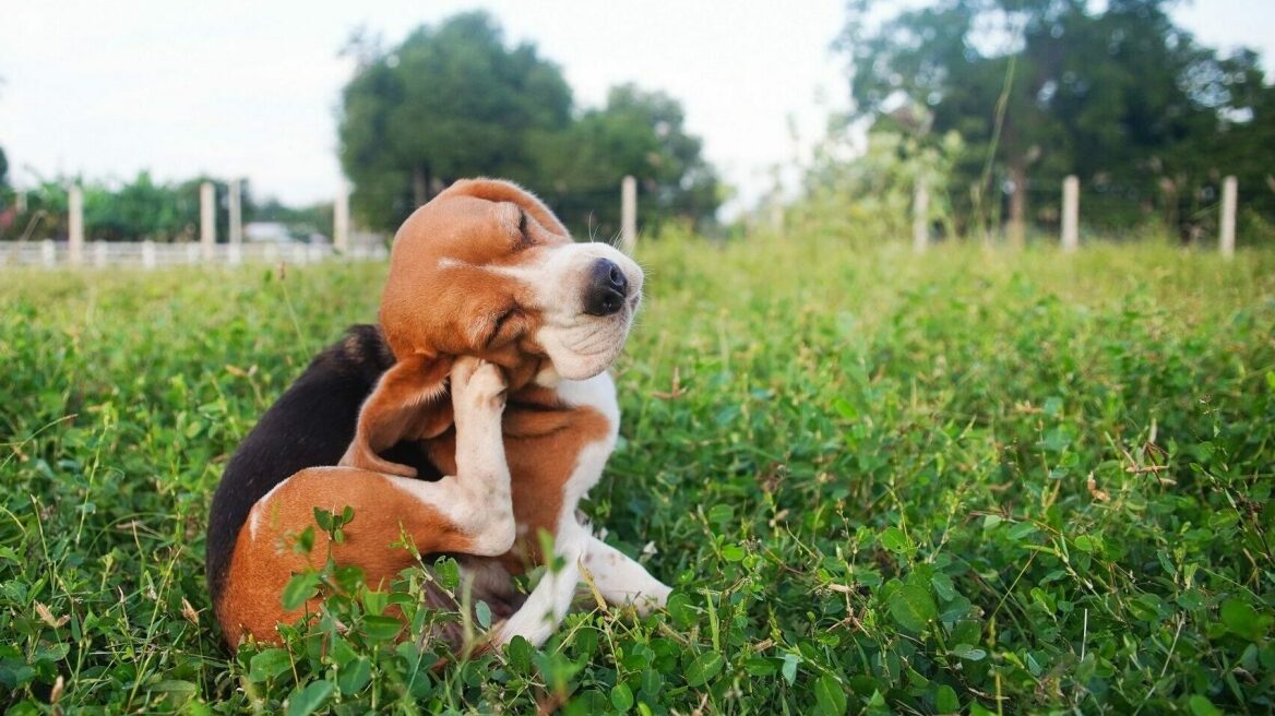 Κατοικίδια και ψύλλοι- Πράγματα που πολλοί δεν γνωρίζουν
