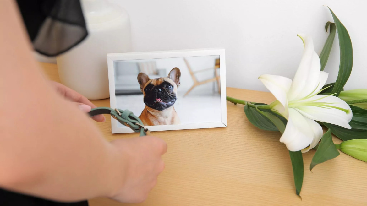 Τα 4 όνειρα που συνήθως βλέπουμε μετά τον θάνατο του κατοικιδίου μας- Τι σημαίνουν