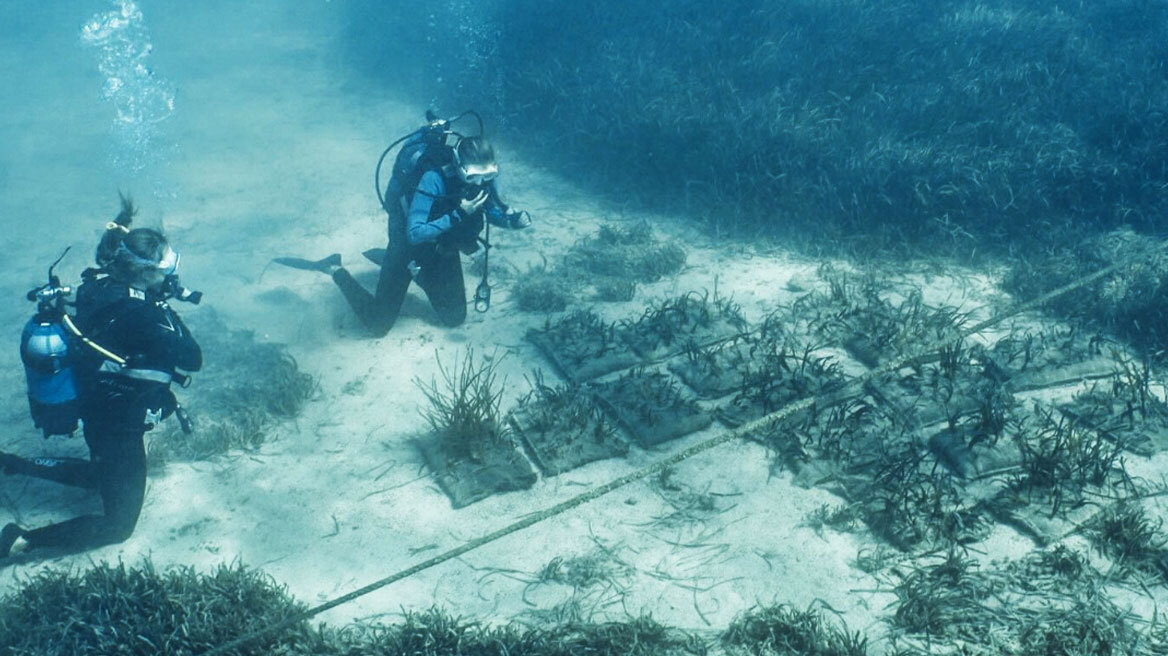 Δύτες φύτεψαν υποβρύχιους κήπους Ποσειδωνίας στην Ελλάδα - Δείτε φωτογραφίες