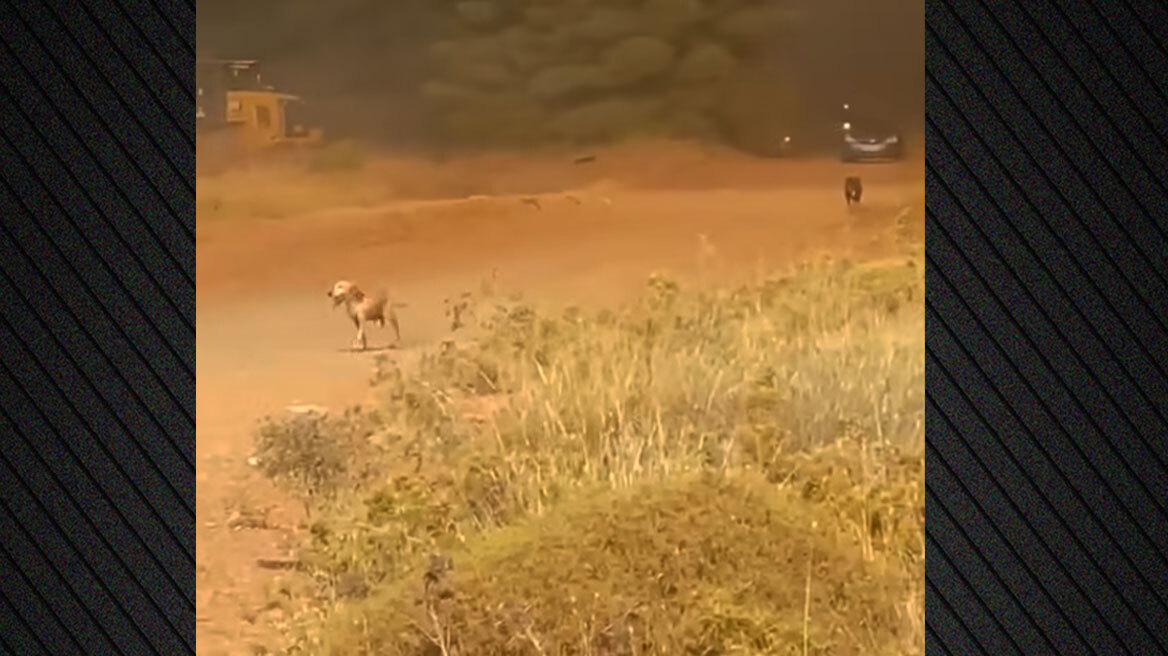 Η τεράστια προσπάθεια για να μην καεί το δημοτικό κυνοκομείο Χαλκίδας - Σκύλοι έτρεχαν να σωθούν από τη φωτιά, δείτε βίντεο
