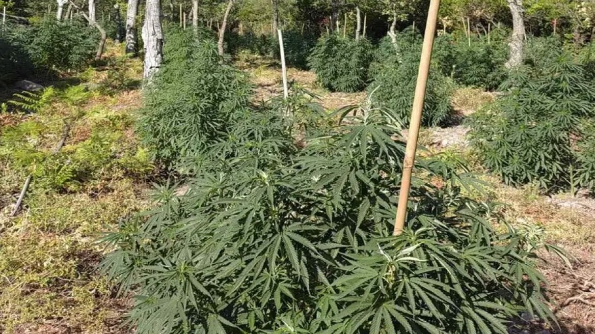 Εξαρθρώθηκε συμμορία που καλλιεργούσε και διακινούσε κάνναβη - Πάνω από 2 εκατ. ευρώ τα εκτιμώμενα κέρδη της