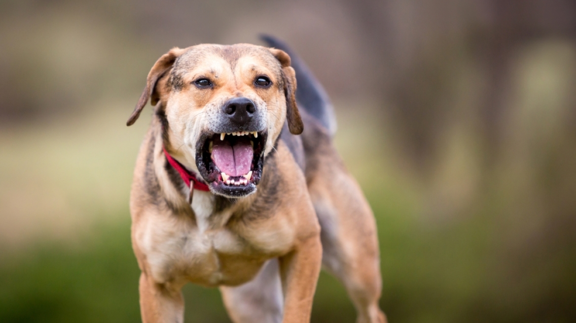 Κοζάνη: Σκύλος διέφυγε της προσοχής του ιδιοκτήτη του και δάγκωσε 36χρονη