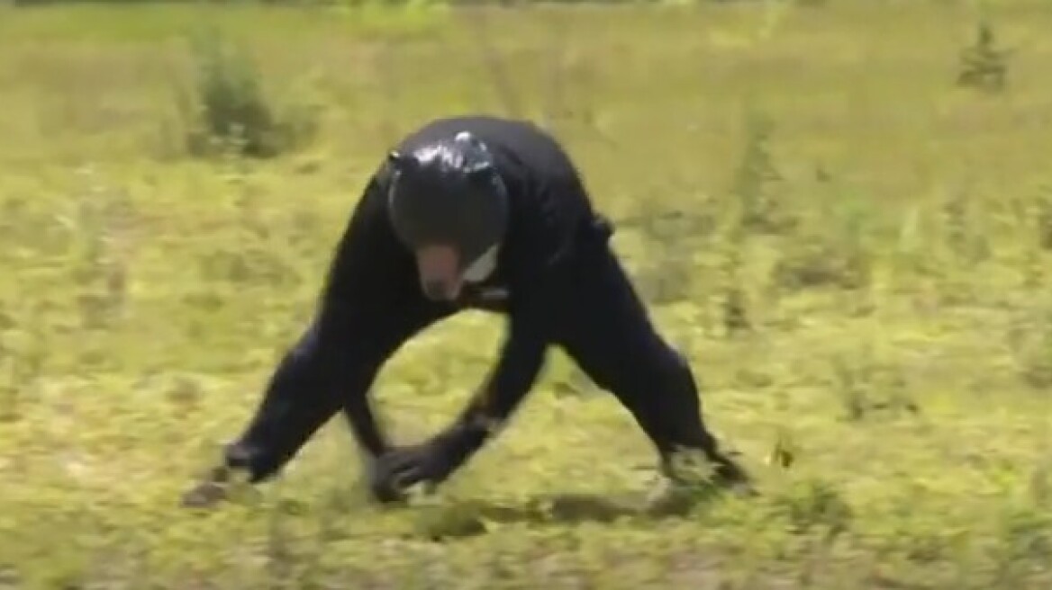 Άνδρας μεταμφιεσμένος σε αρκούδα σε εκπαιδευτική άσκηση αστυνομικών στην Ιαπωνία – Δείτε βίντεο