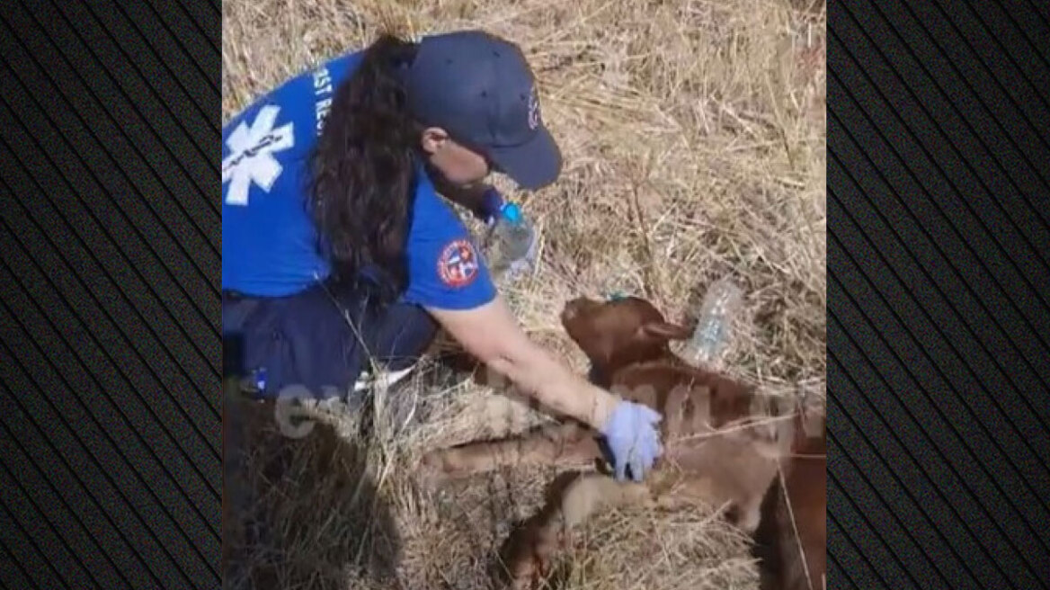 Συγκινητικό βίντεο από τη φωτιά στην Εύβοια: Εθελοντές παρέχουν τις πρώτες βοήθειες σε νεογέννητο μοσχαράκι που πασχίζει να πάρει ανάσα