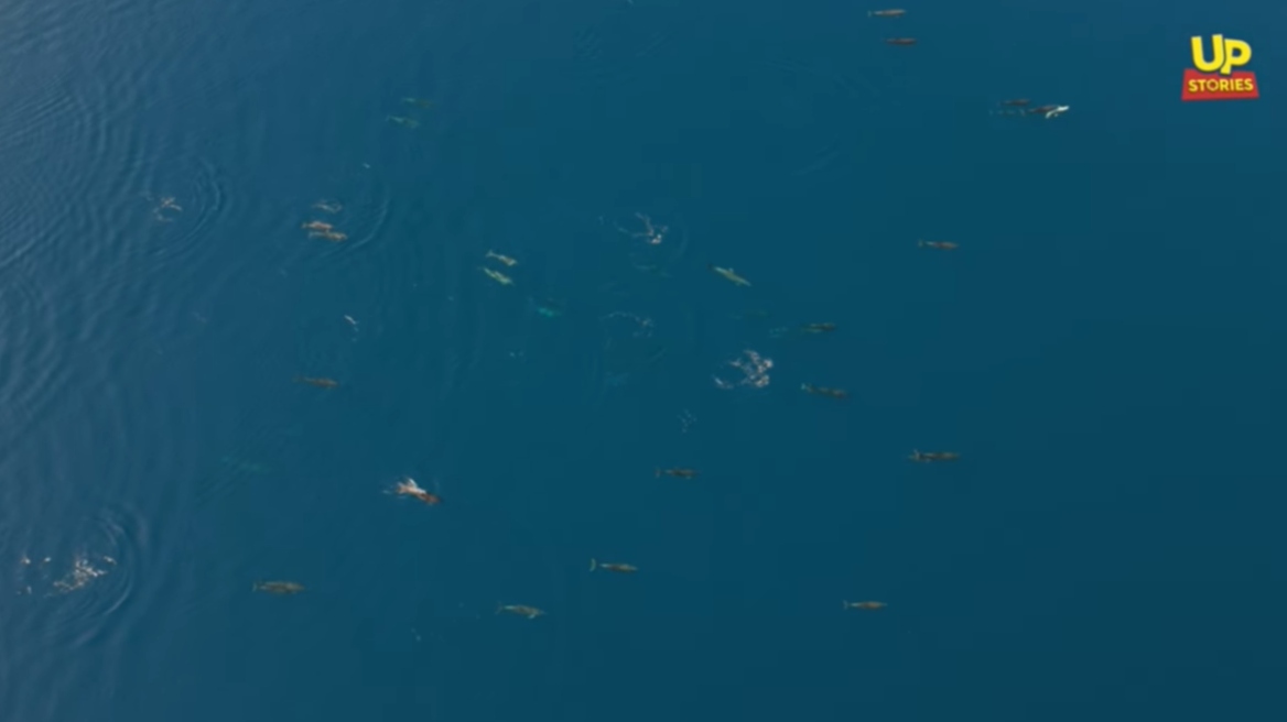 Τεράστια αγέλη από δελφίνια κάνουν «χορογραφία» στον Θεολόγο – Δείτε βίντεο 
