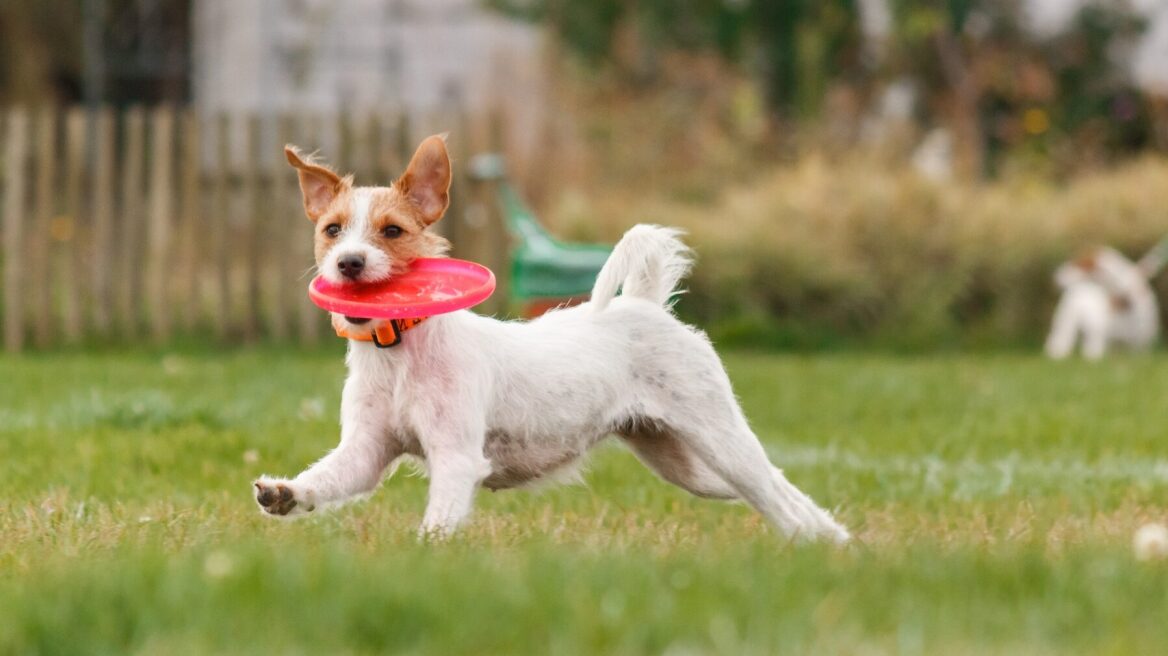 Τα καλοκαιρινά παιχνίδια που θα λατρέψει ο σκύλος σας
