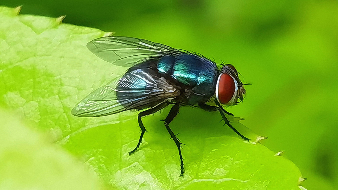 Το κόλπο που διώχνει τις μύγες χωρίς κόπο και χημικά – Λειτουργεί;
