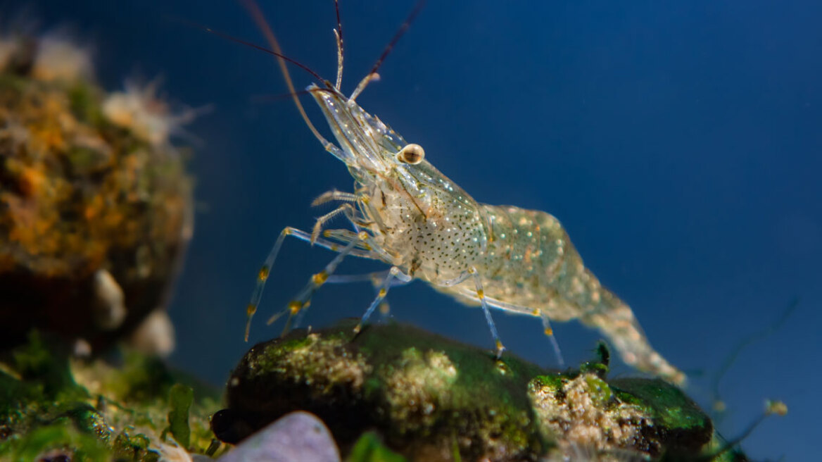 Γαρίδες-δολοφόνοι: Η αόρατη απειλή που εξαφανίζει είδη και καταστρέφει οικοσυστήματα
