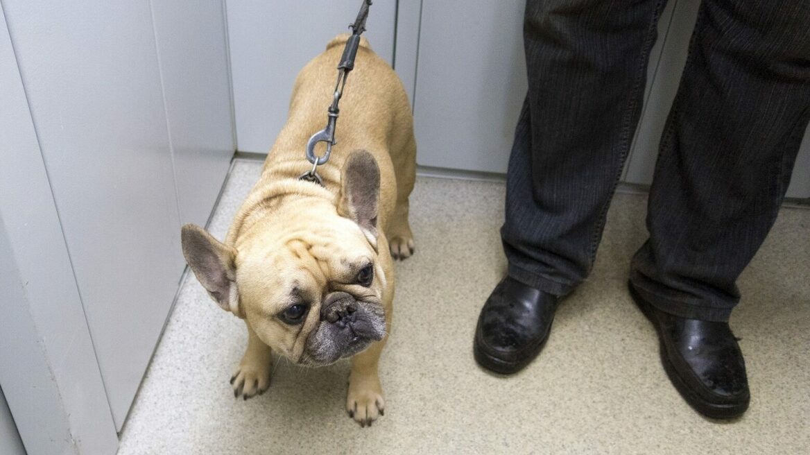 Δείτε πώς θα κρατήσετε ήρεμο τον σκύλο σας όταν βρίσκεστε μέσα σε ασανσέρ