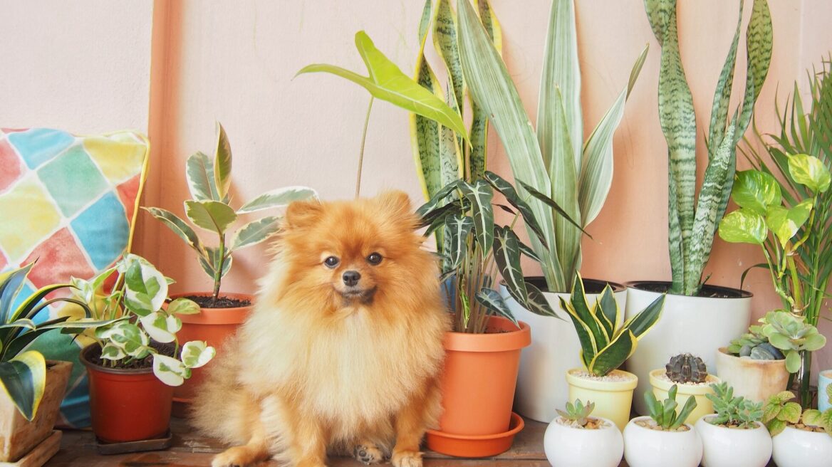 Ποια είναι τα φυτά που δεν πρέπει να υπάρχουν σπίτι σας αν έχετε σκύλο