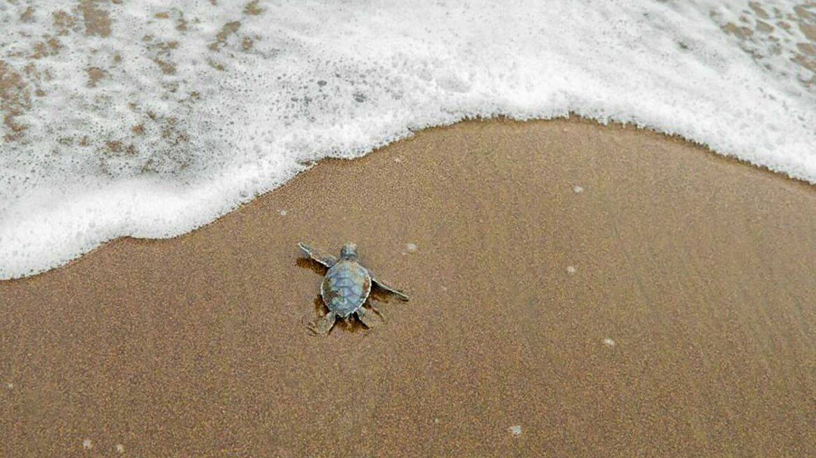 Γιατί δεν πρέπει να ταΐζουμε τις θαλάσσιες χελώνες