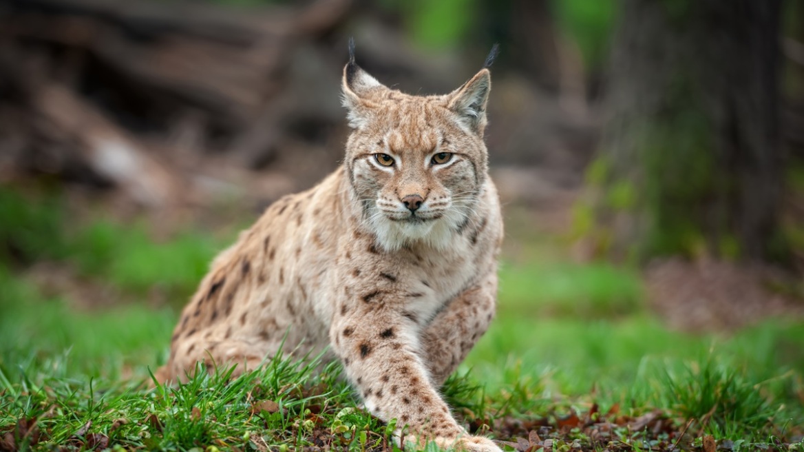 Ζωολογικός κήπος στη Δανία ζητά δωρεές κατοικίδιων για να ταΐσει τα σαρκοφάγα ζώα του