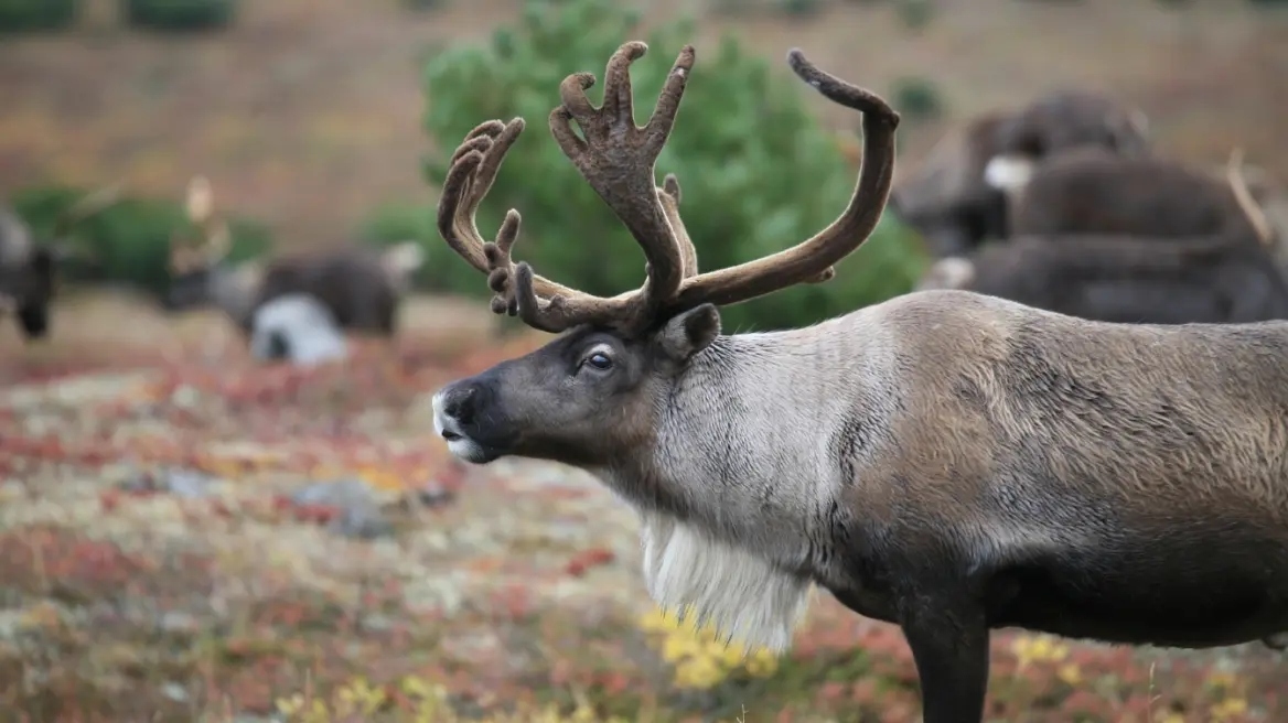 Οι τάρανδοι θύματα του κύματος ζέστης στη Φινλανδία 