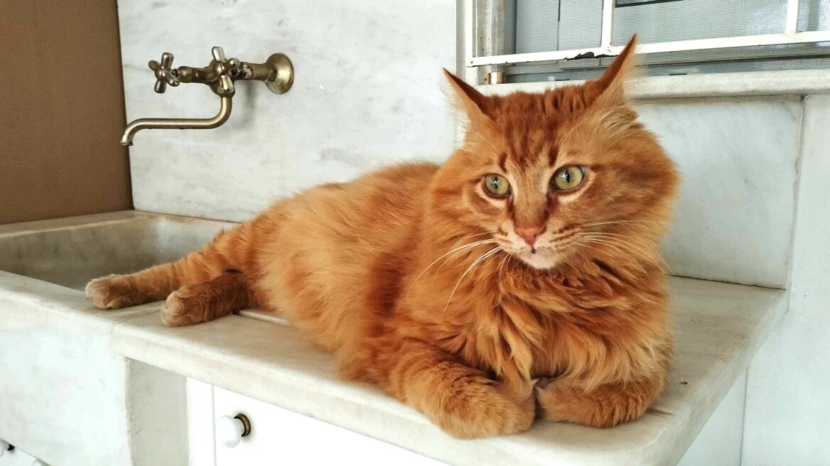 Χάθηκε ο γατούλης Άμλετ από τον Παράδεισο Αμαρουσίου- Ας βοηθήσουμε να βρεθεί