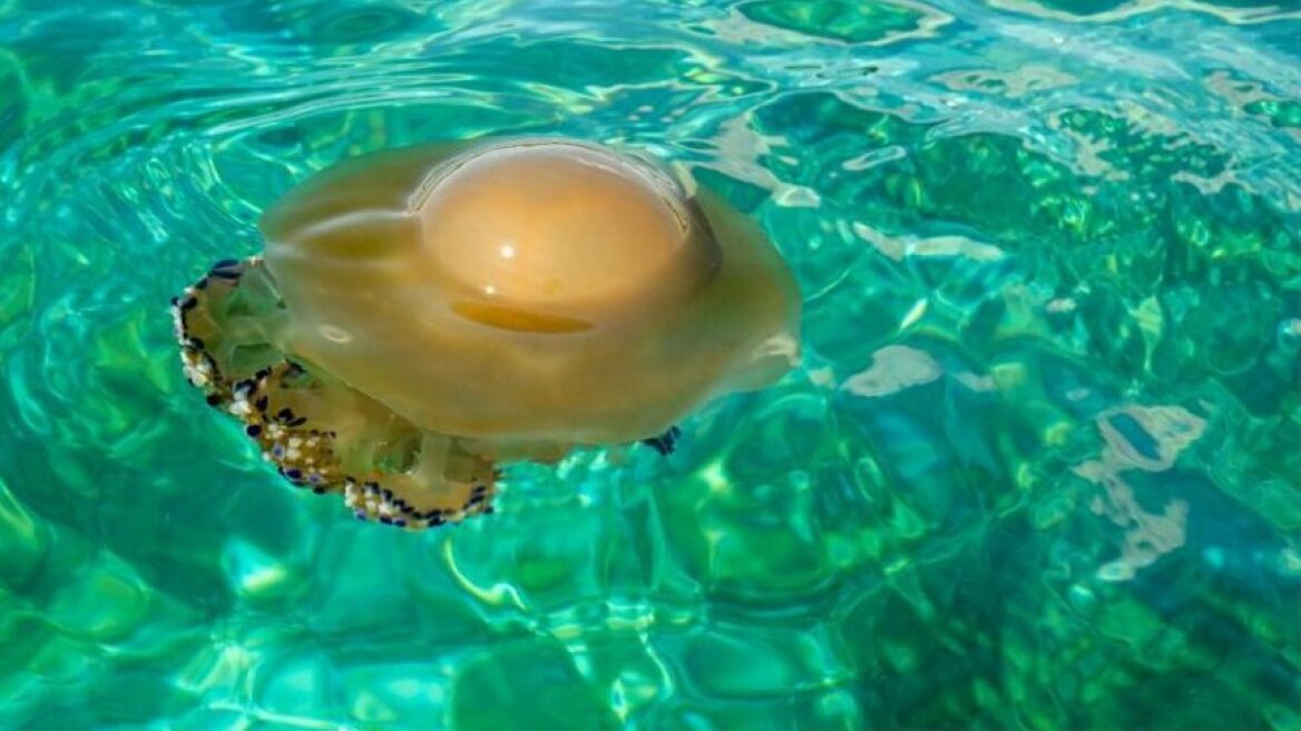 Όσα πρέπει να γνωρίζετε για τη Μεσογειακή Μέδουσα – Σε τι διαφέρει από την τσούχτρα
