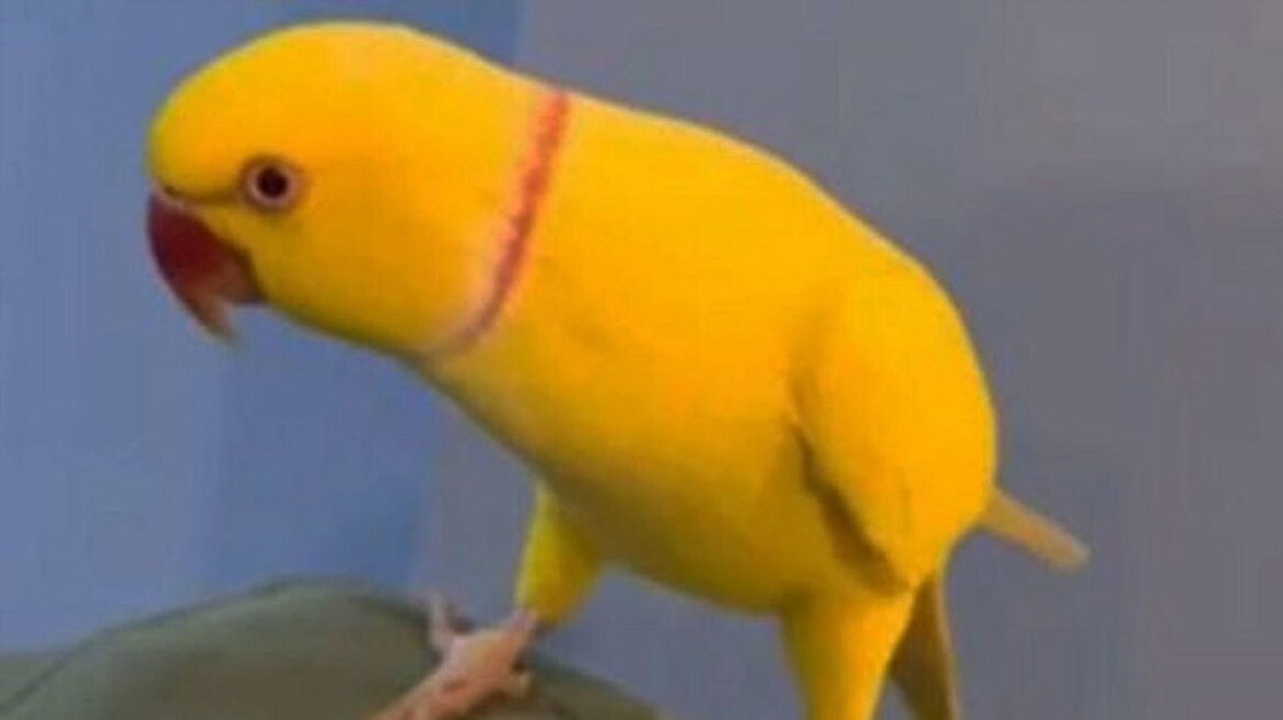 Παπαγάλος-κατάσκοπος ξεσκέπασε σπείρα ναρκωτικών με μια φράση: «Δύο για 25!»