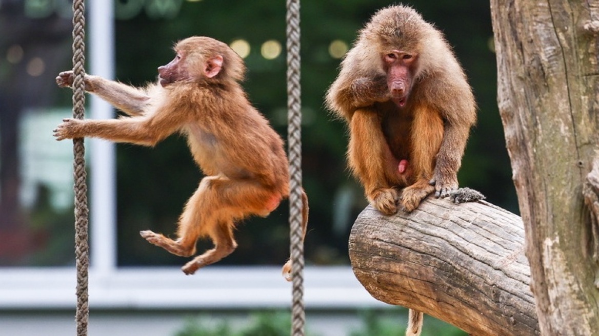 Σάλος στη Γερμανία για ζωολογικό κήπο που σκότωσε 12 μπαμπουίνους και τους έριξε στα λιοντάρια - «Δεχόμαστε απειλές, μας λένε Ναζί»