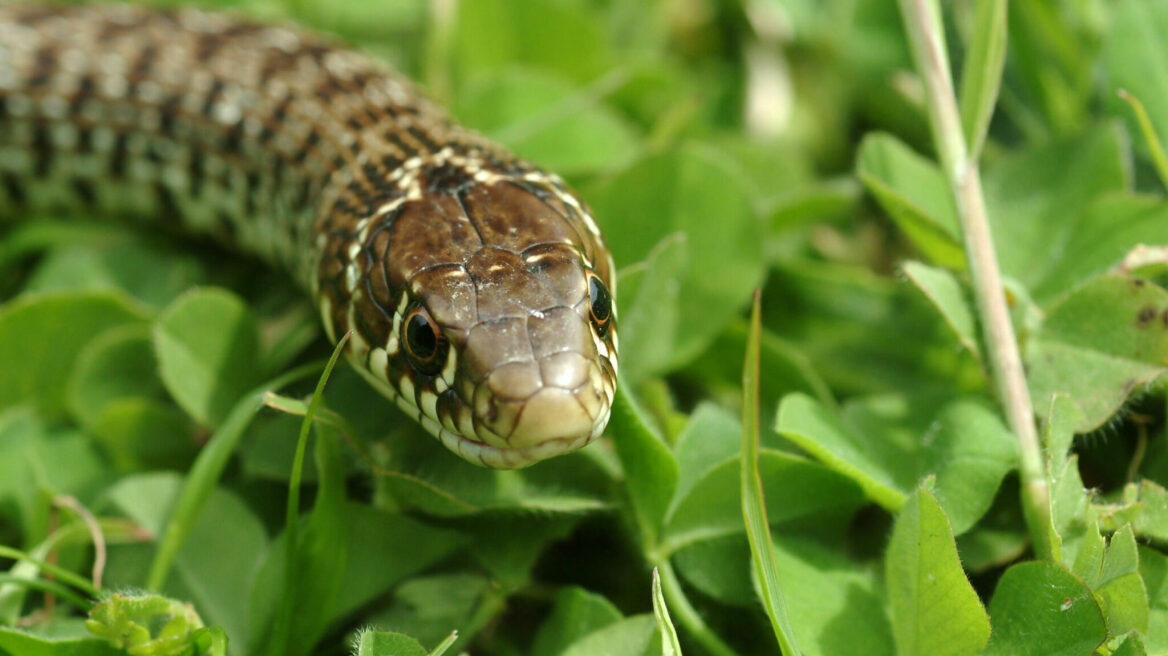 Δενδρογαλιά: Η παρεξηγημένη των φιδιών- Τι πρέπει να ξέρετε για αυτή
