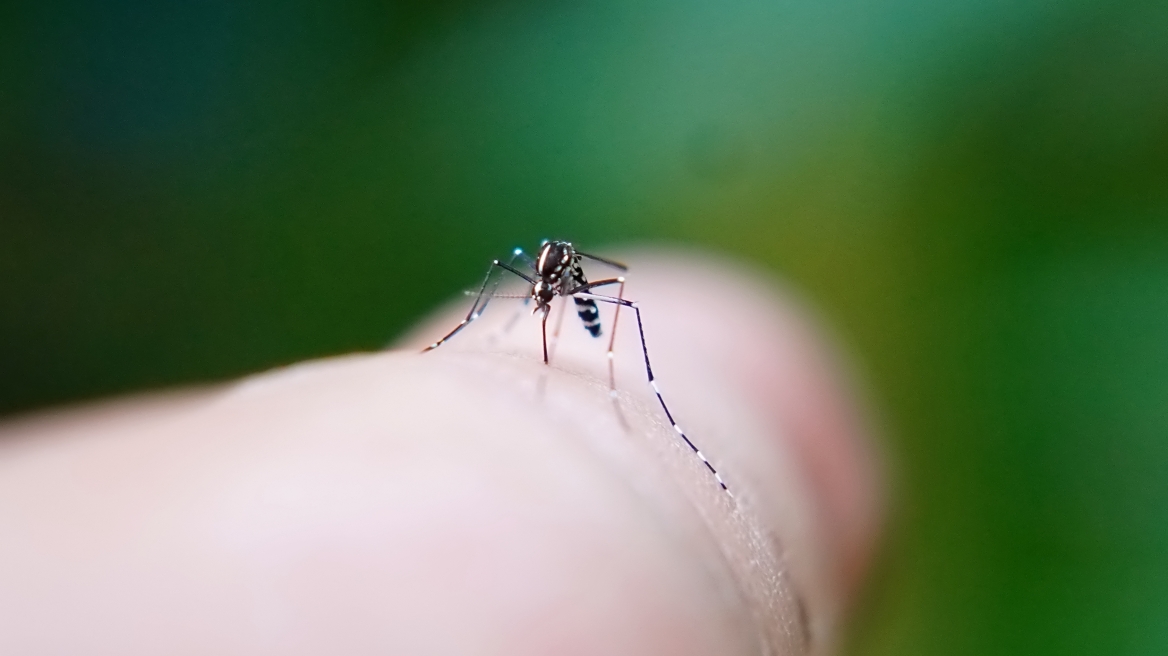 Κουνούπια - Ιός Τσικουνγκούνια: Η πιο επικίνδυνη εστία δεν είναι στην Κίνα – Πού βρίσκεται σύμφωνα με τον ειδικό
