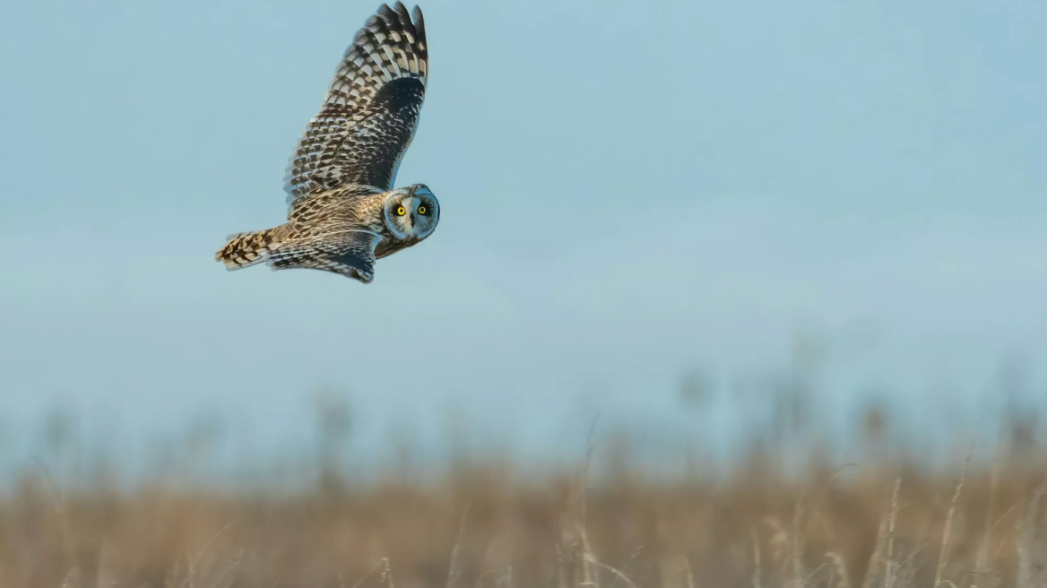 Κουκουβάγια: Όσα αξίζει να ξέρετε για τη σοφή του ζωικού βασιλείου