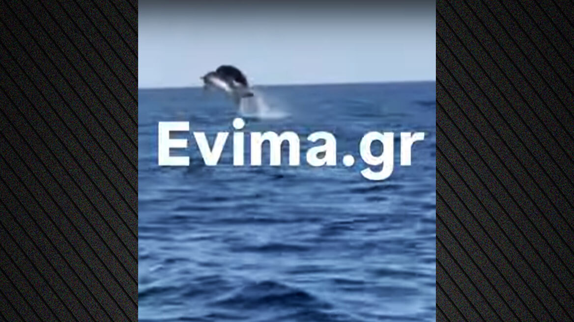 Δελφίνια χάρισαν μοναδικό θέαμα στη Βόρεια Εύβοια – Δείτε βίντεο
