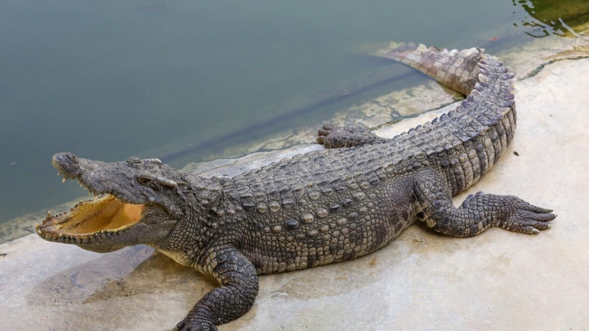 Πώς προέκυψε η φράση «κροκοδείλια δάκρυα»- Ο λόγος που πραγματικά δακρύζουν τα μεγάλα ερπετά