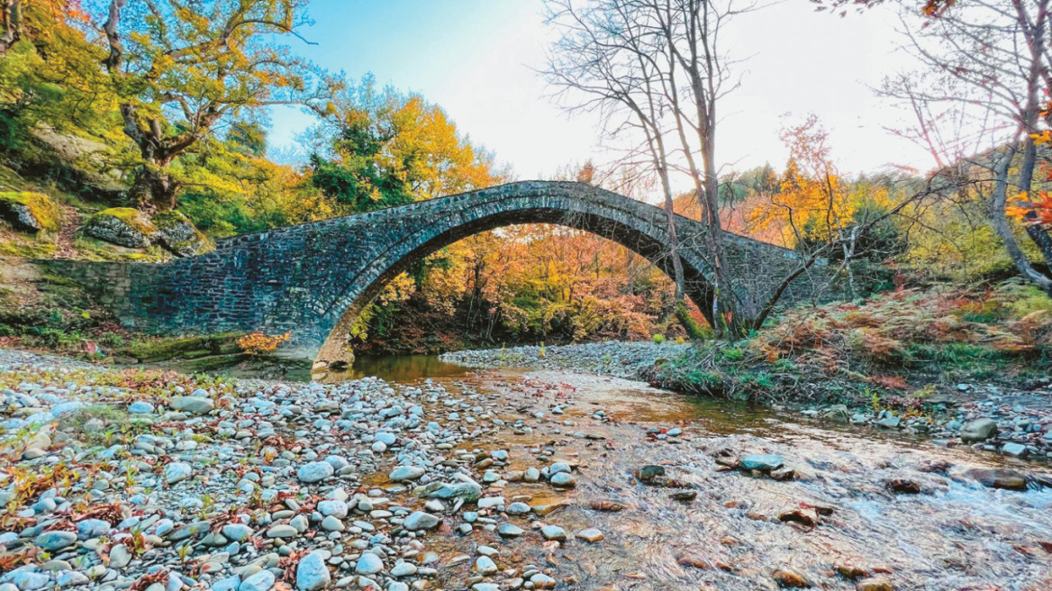 Πρωτοποριακή έρευνα στα Ιωάννινα για τη σωτηρία των πλατάνων - SOS εκπέμπουν τα ελληνικά δάση

